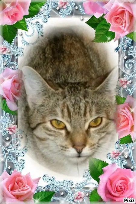 Condolence image of Tanja mit Timmy im Herzen 