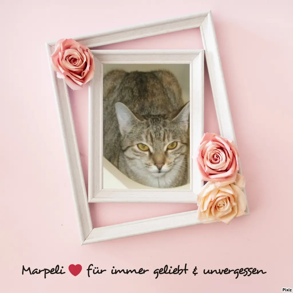 Condolence image of Tanja mit Timmy im Herzen 