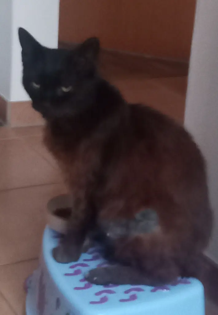 Condolence image of mein Marpeli ♥♥♥♥