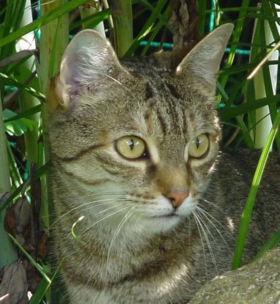 Condolence image of Hallo mein Marpeli ♥