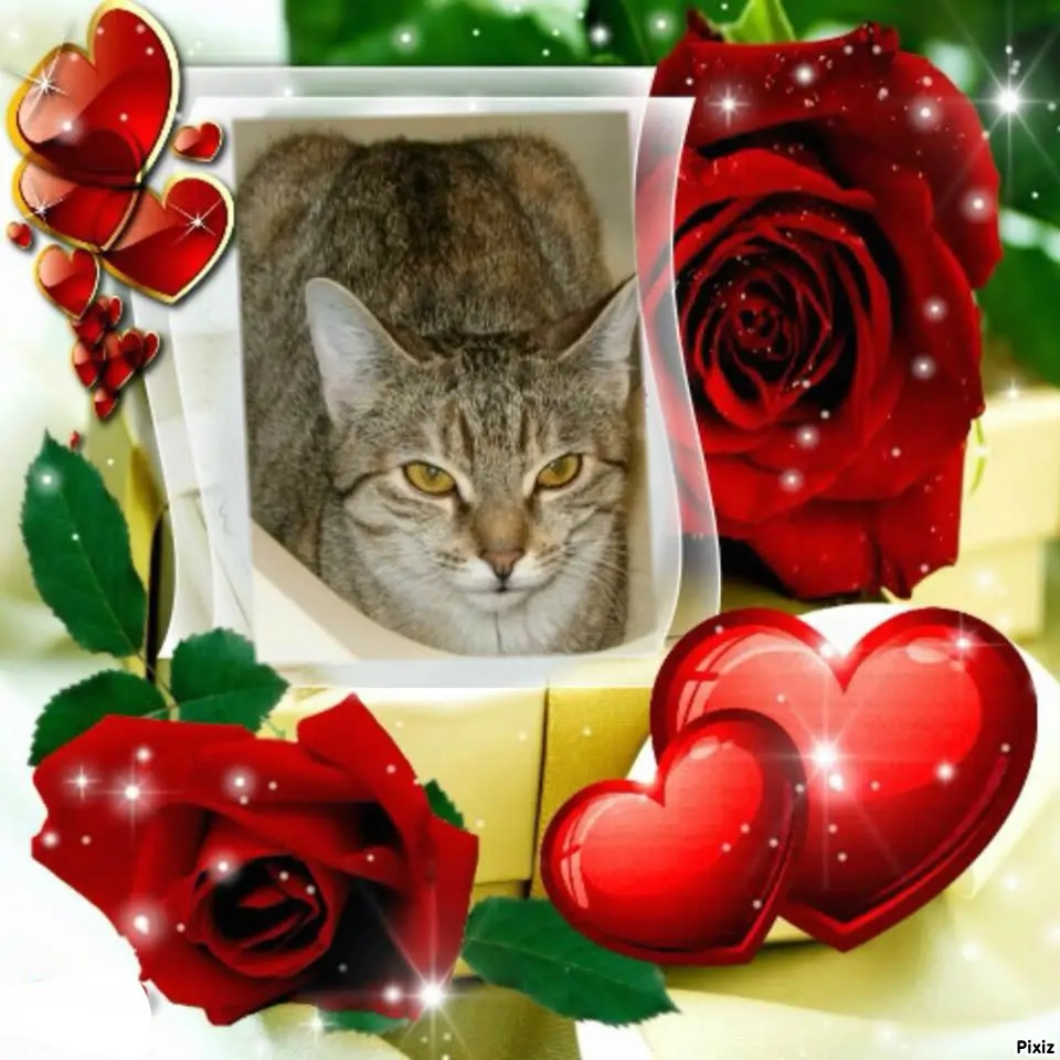 Condolence image of Tanja mit Timmy im Herzen 