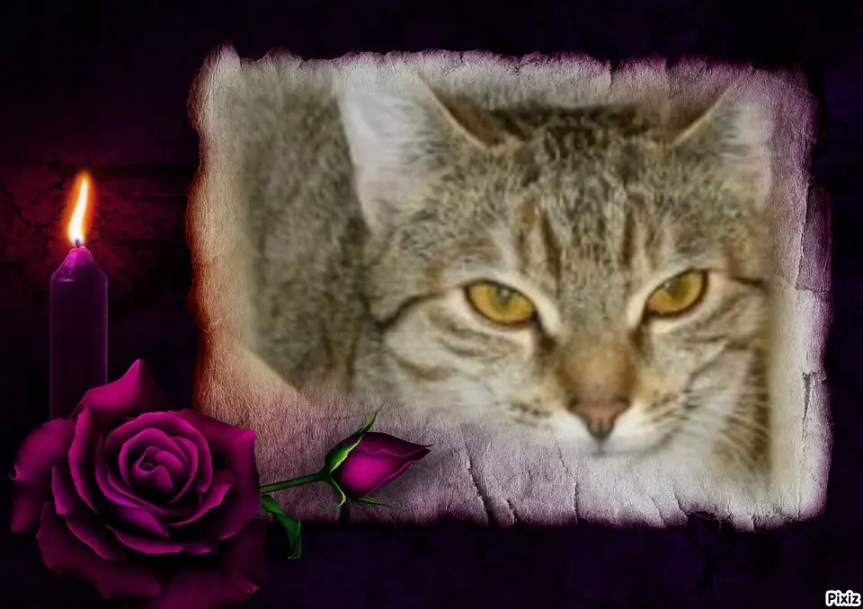 Condolence image of Tanja mit Timmy im Herzen 