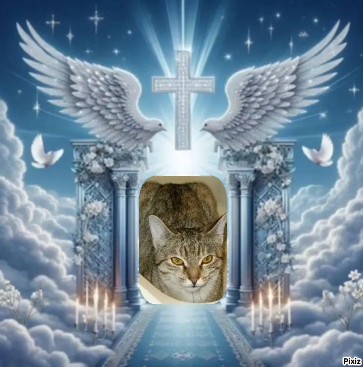 Condolence image of Tanja mit Timmy im Herzen 