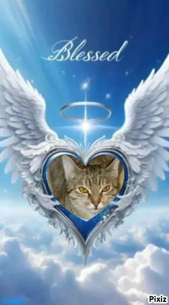 Condolence image of Tanja mit Timmy im Herzen 