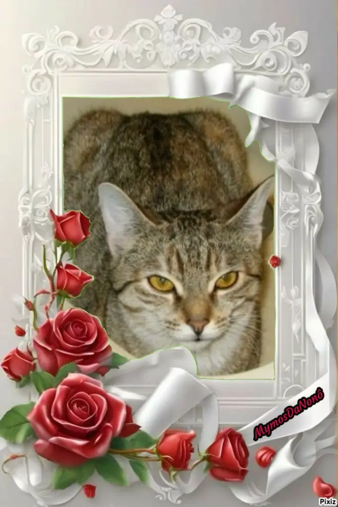 Condolence image of Tanja mit Timmy im Herzen 