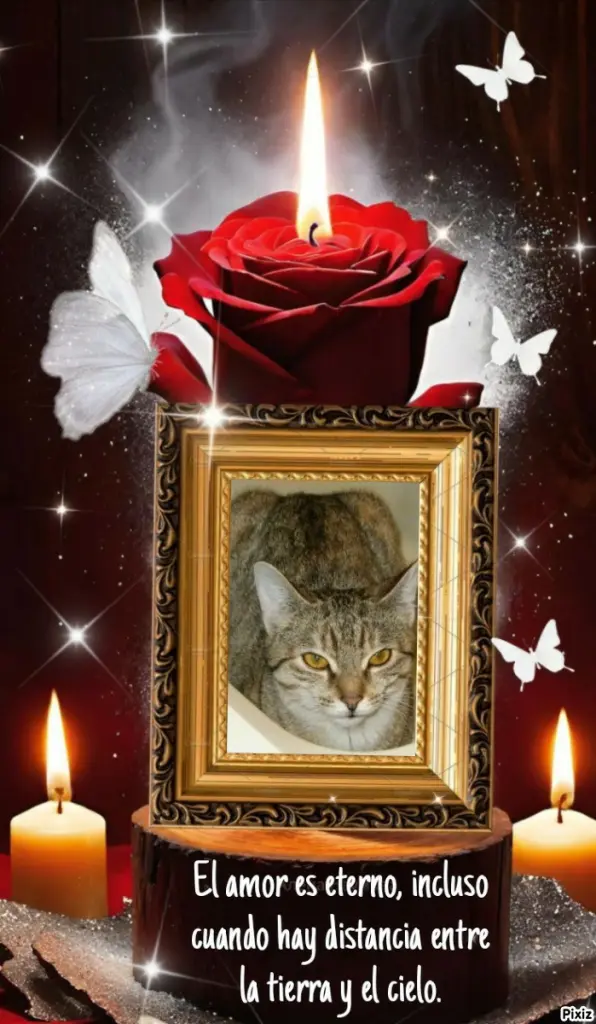 Condolence image of Tanja mit Timmy im Herzen 