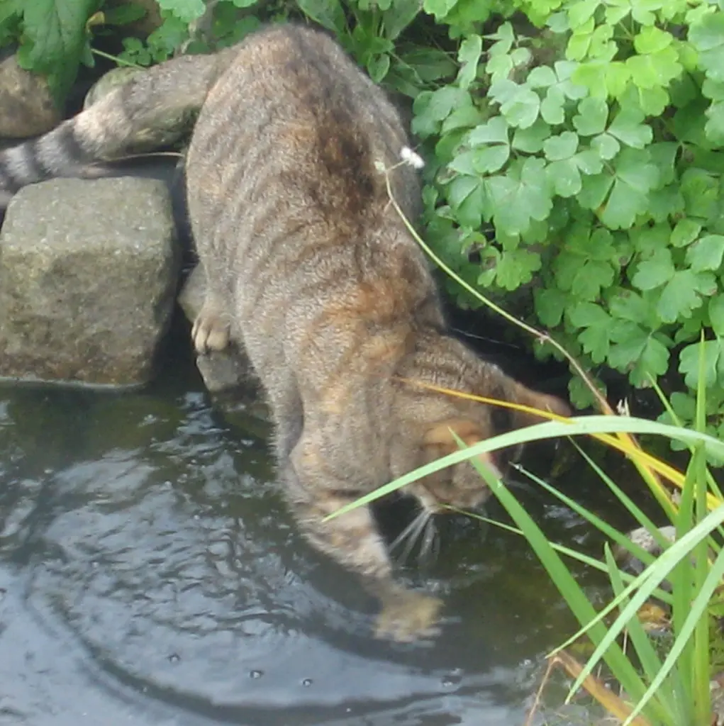 Condolence image of an Marpeli ♥