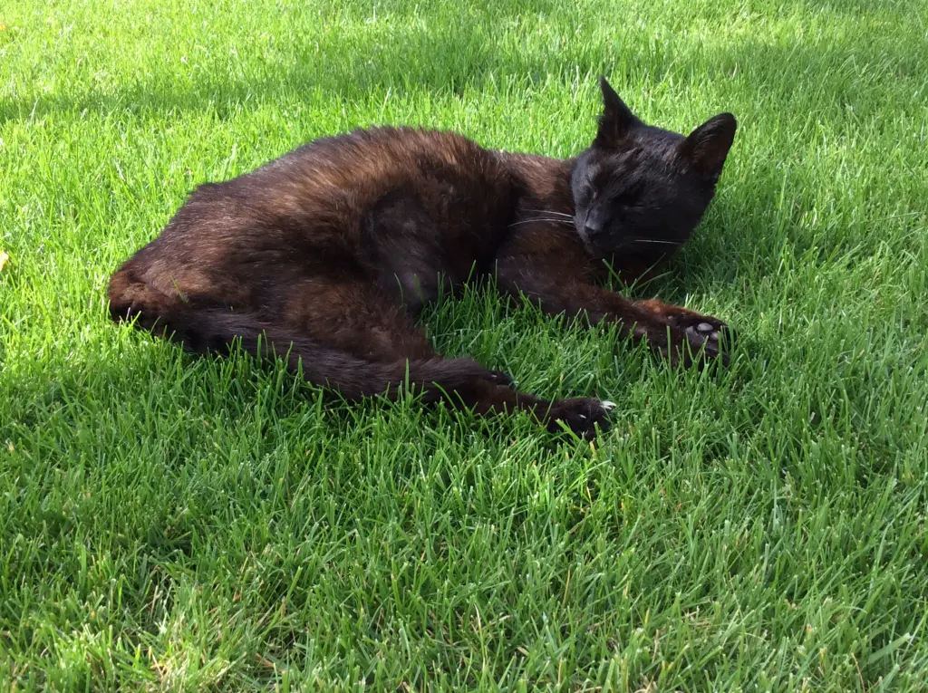 Condolence image of Benny 