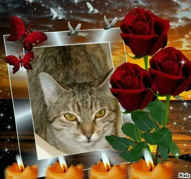 Condolence image of Tanja mit Timmy im ❤