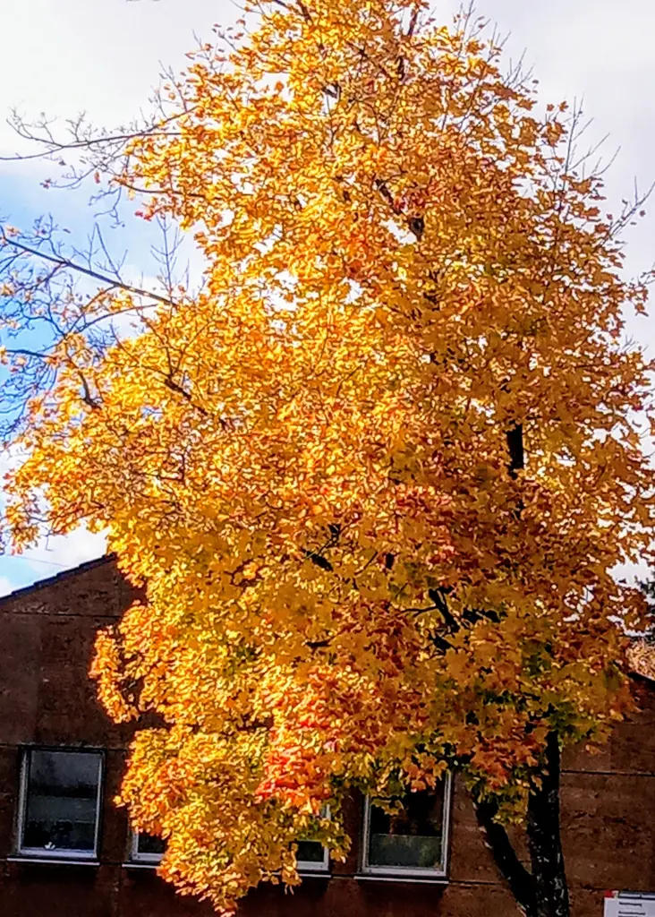 Condolence image of fürs Marpeli