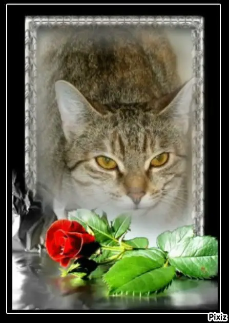 Condolence image of Tanja mit Timmy im 💘