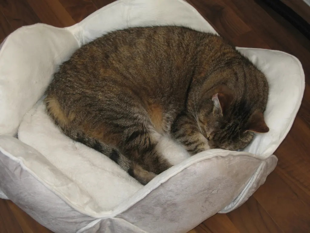 Condolence image of Mein Lieb-Marpeli ♥♥♥♥♥