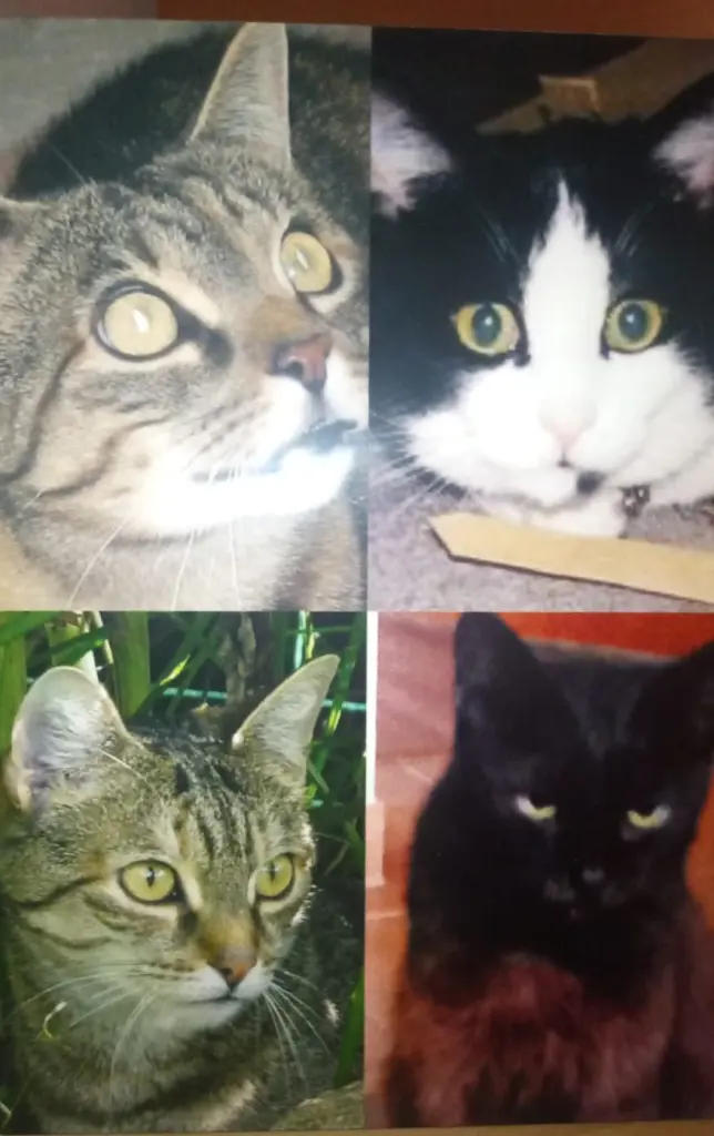 Condolence image of an mein Marpeli ♥