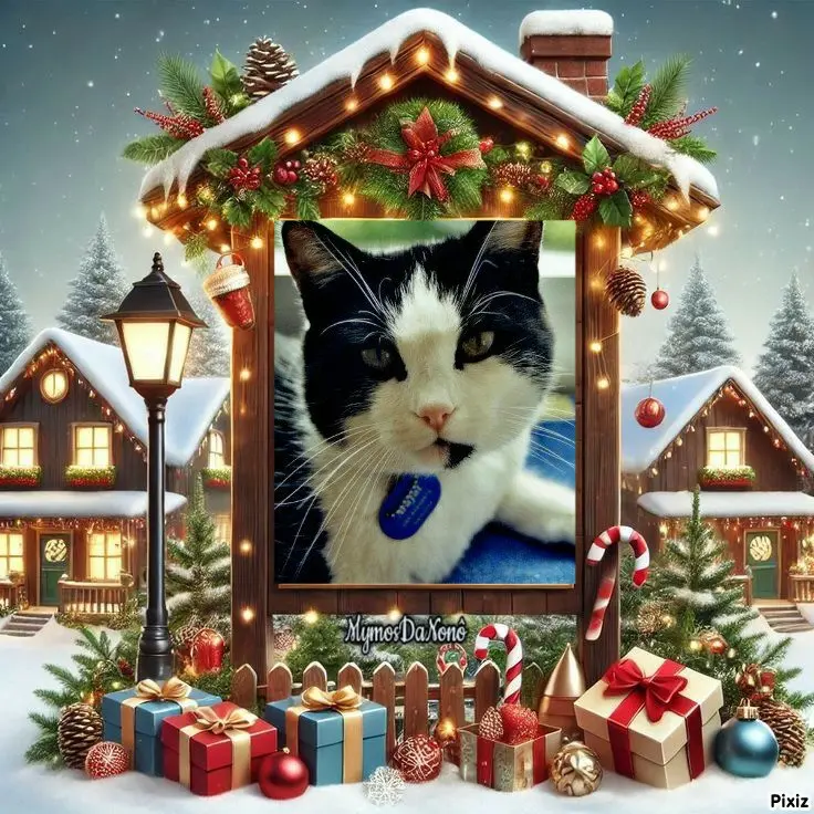 Condolence image of Timmys Mutti Tanja an den hübschen Zwergenkönig Arafat 💖🐈🐾