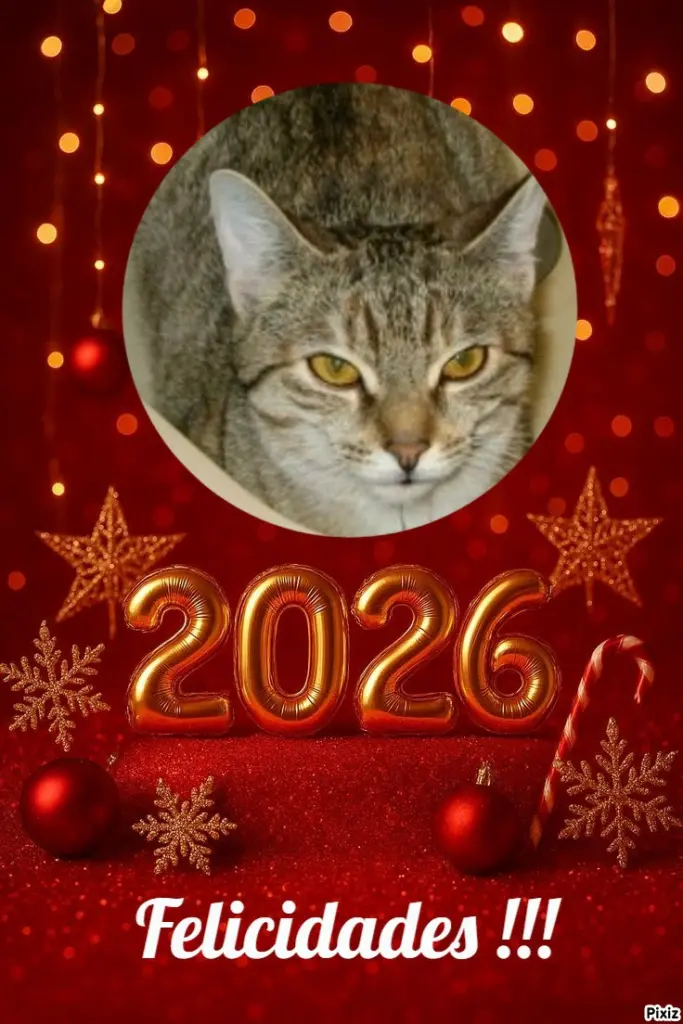 Condolence image of Tanja mit Timmy im 💘🐈🐾