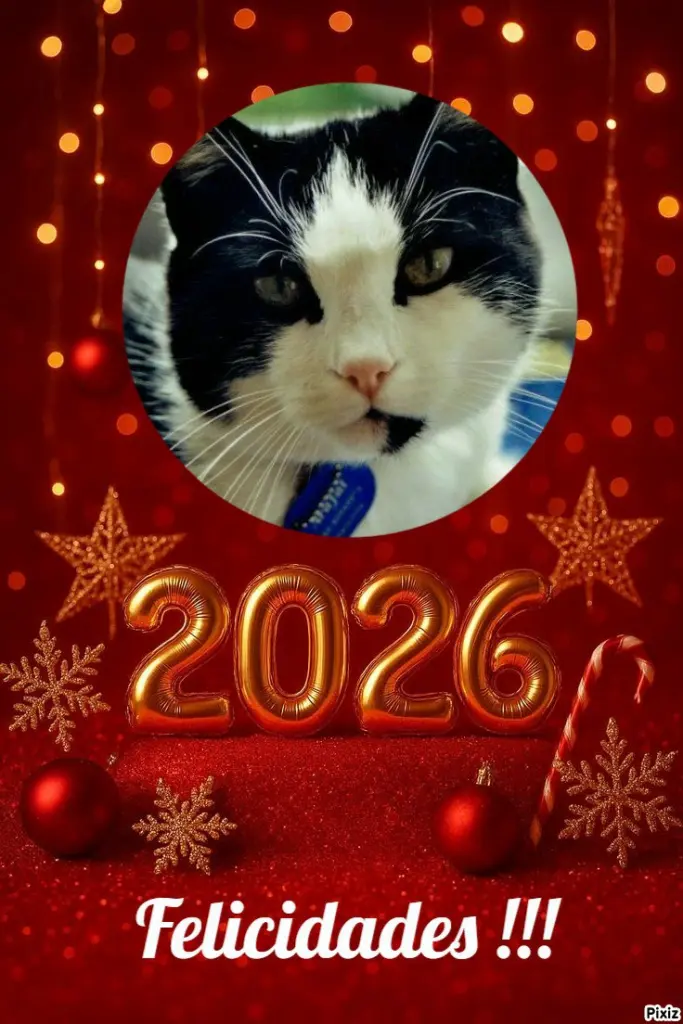 Condolence image of Timmy Mutti Tanja an den hübschen Zwergenkönig Arafat 💘🐈🐾