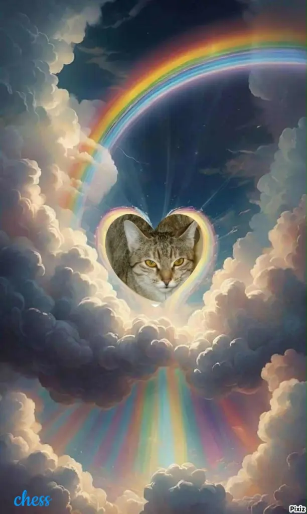 Condolence image of Tanja mit Timmy im 💘🐈🐾