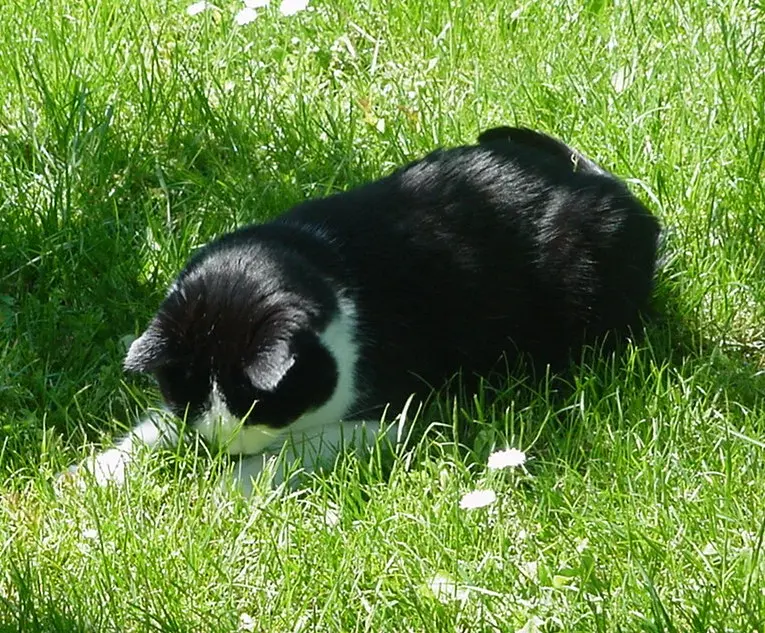 Condolence image of für meinen Zwergenkönig ♥♥♥♥