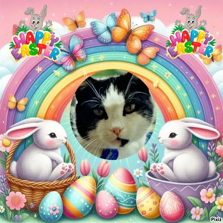 Condolence image of Timmys Mutti Tanja an den hübschen Zwergenkönig Arafat 💖🐈🐾