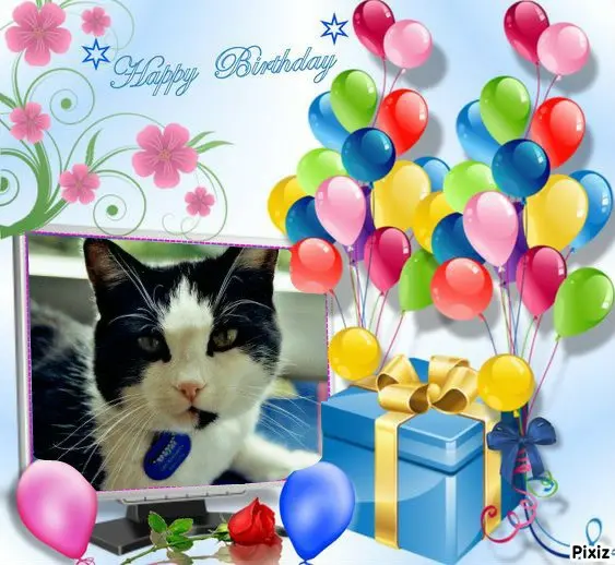 Condolence image of Tanja mit Timmy im 💖🐈🐾