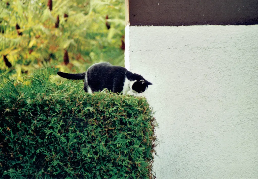 Condolence image of für meinen König der Zwerge 🐈‍⬛🐾🐾🐾🐾