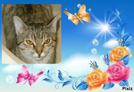 Condolence image of Tanja mit Timmy im 💖🐈🐾