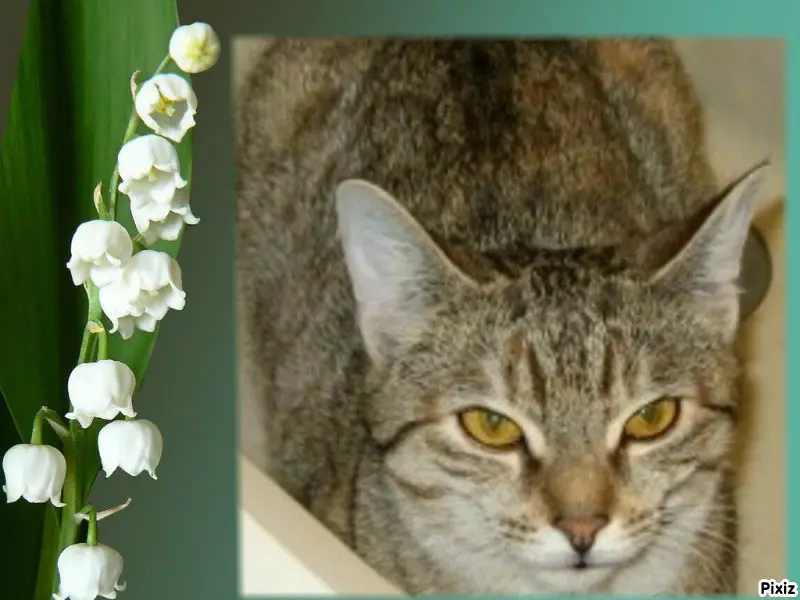 Condolence image of Tanja mit Timmy im 💖🐈🐾