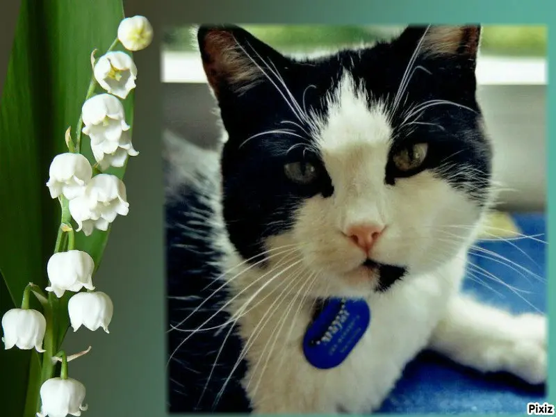 Condolence image of Timmys Mutti Tanja an den hübschen Zwergenkönig Arafat 💖🐈🐾