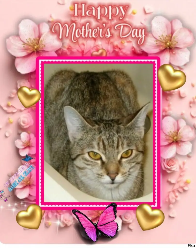 Condolence image of Tanja mit Timmy im 💖🐈🐾