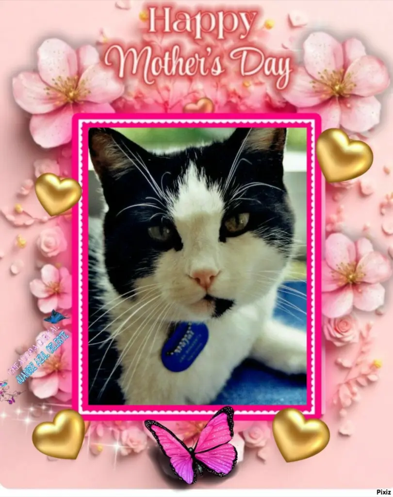 Condolence image of Tanja mit Timmy im 💖🐈🐾