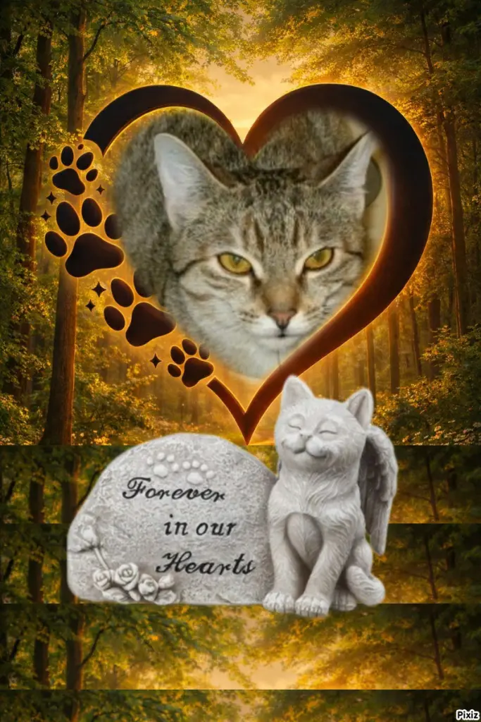 Condolence image of Tanja mit Timmy im 💖🐈🐾