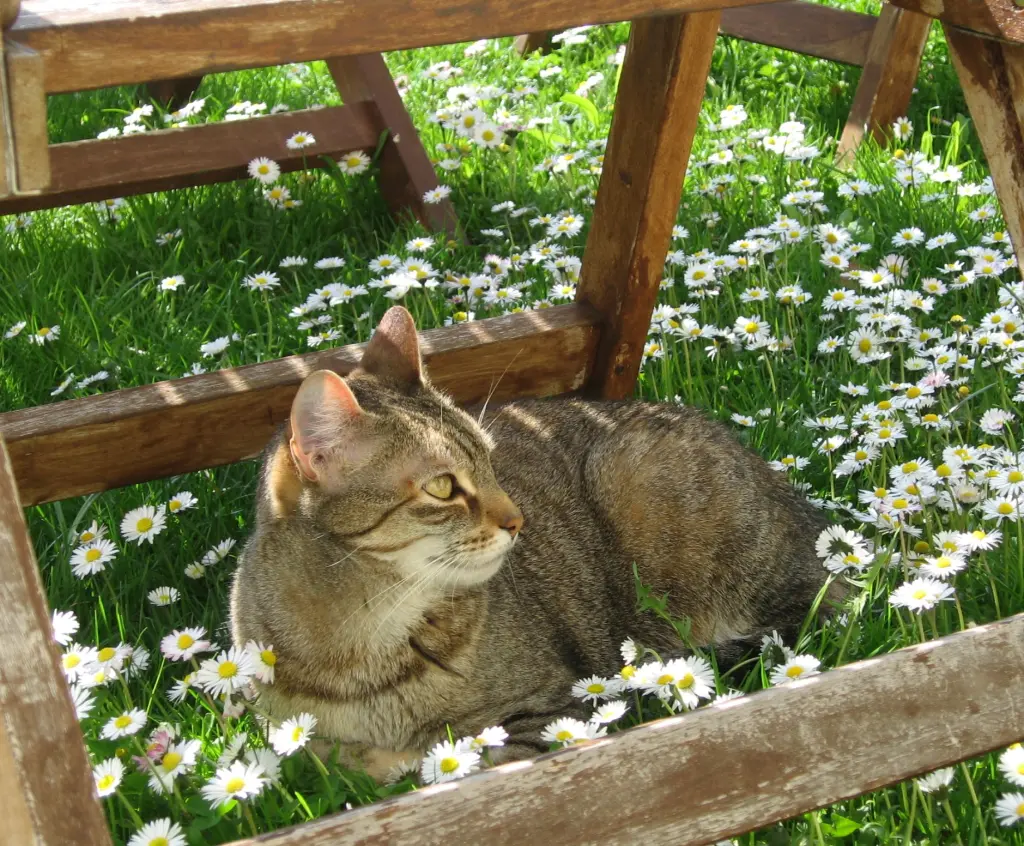 Condolence image of für mein Klein-Marpeli 💕💕💕💕