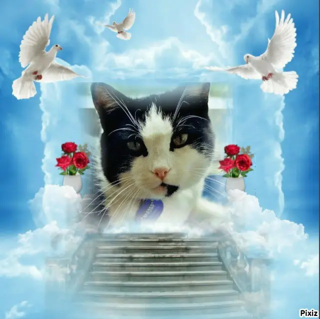 Condolence image of Tanja mit Timmy im 💖🐈🐾