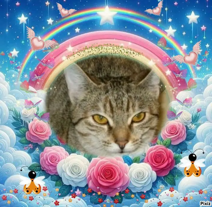 Condolence image of Tanja mit Timmy im 💖🐈🐾