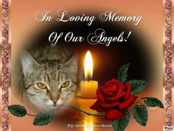 Condolence image of Tanja mit Timmy im 💖🐈🐾