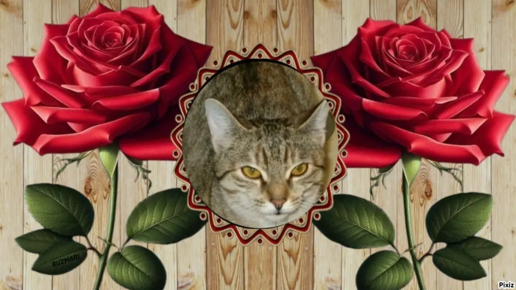 Condolence image of Tanja mit Timmy im 💖🐈🐾