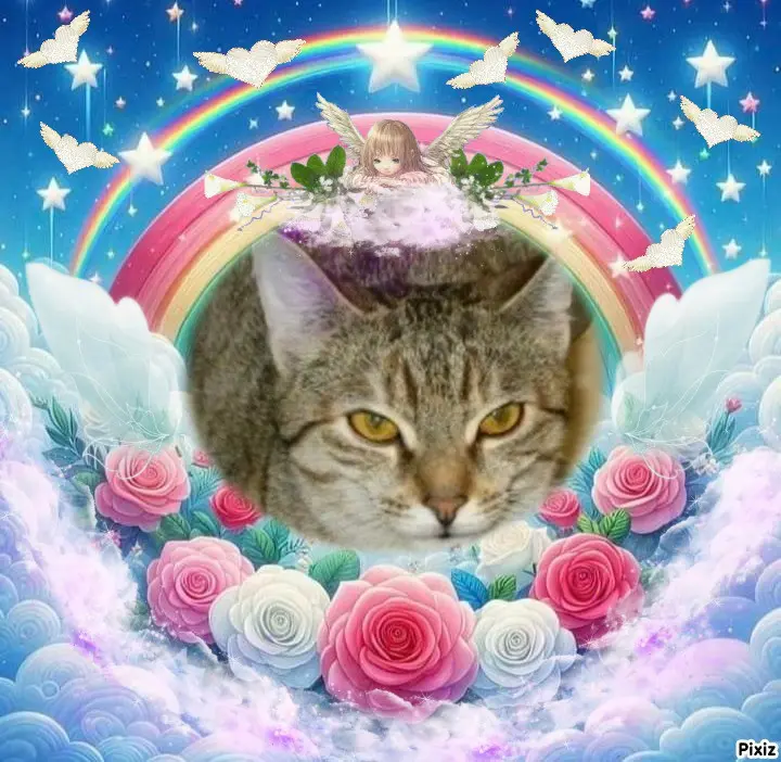 Condolence image of Tanja mit Timmy im 💖🐈🐾