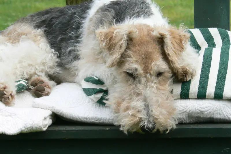 Condolence image of Marinne mit Seelenhund Gasha