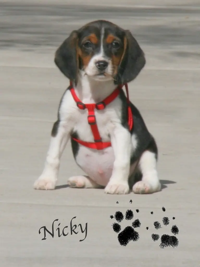 Image from Nicky