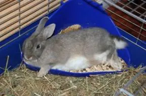 Image from Silver