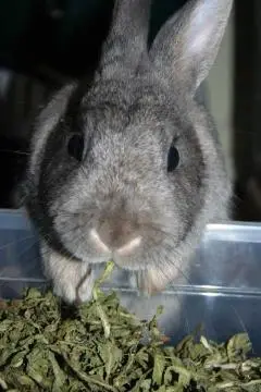 Image from Silver