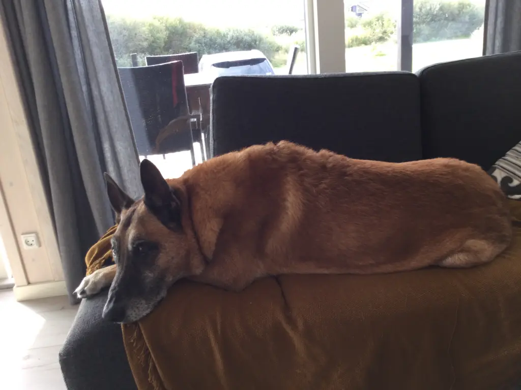 Image from Balto