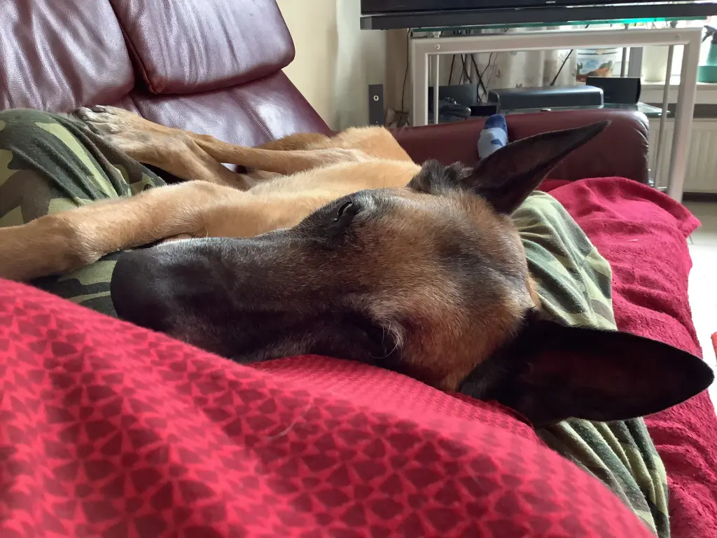 Image from Balto