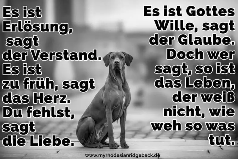 Condolence image of Katrin und Katzi im ❤️