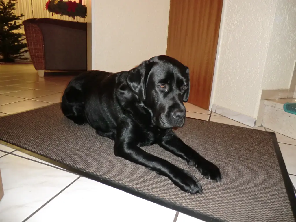 Image from Oskar