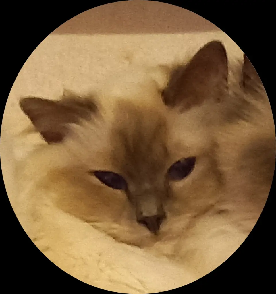 Image from Uno