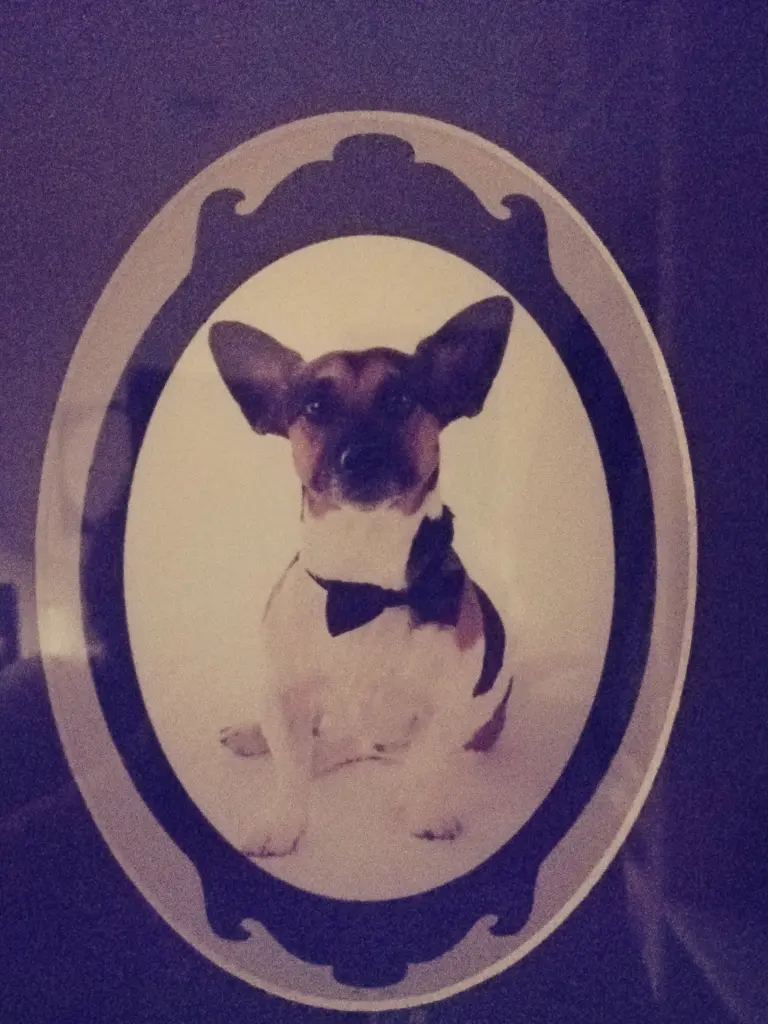 Condolence image of Tyson's Frauchen Preine-Kramer