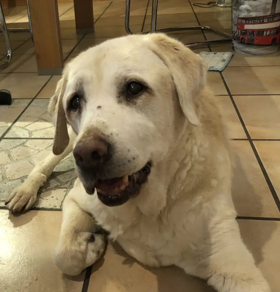 Bild von Lola