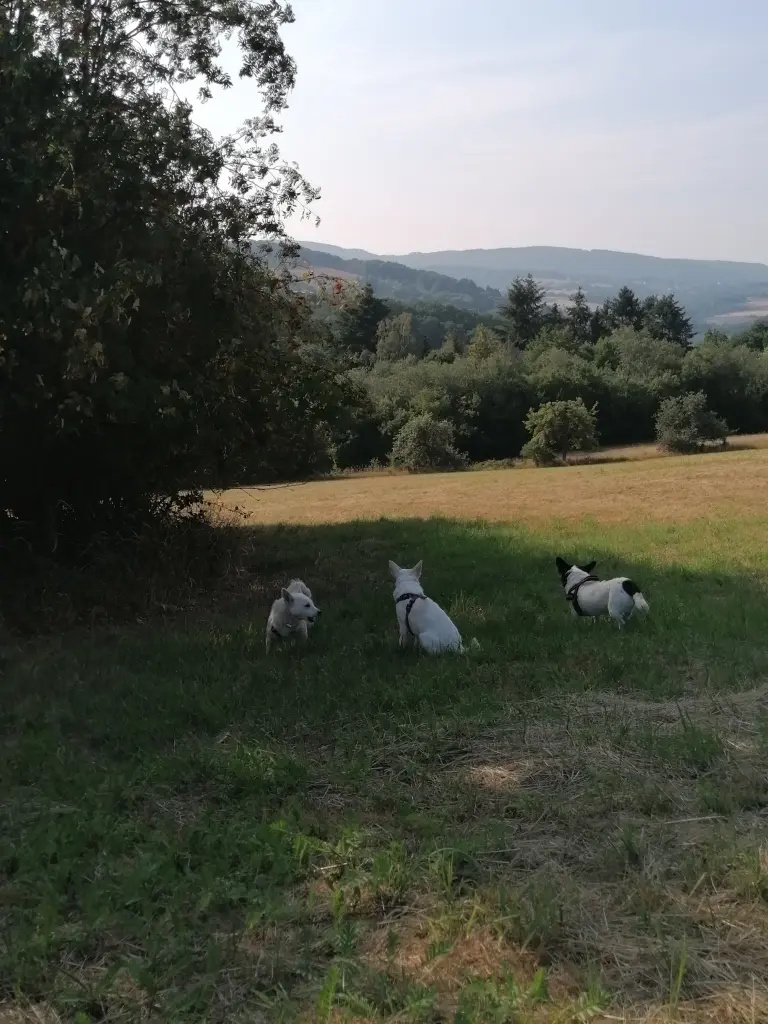 Image from Emmi