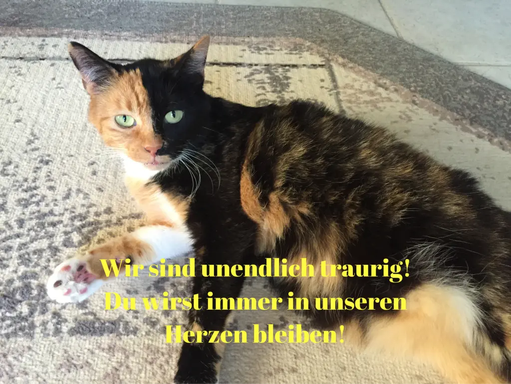 Image from Sammy